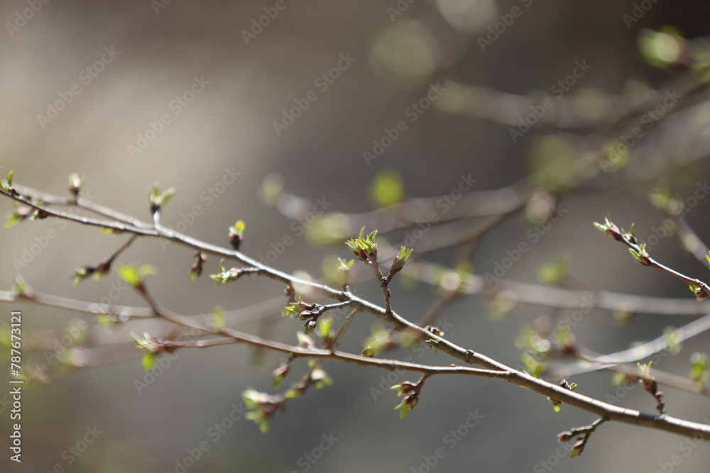 Spring Bloom 2 Spring Bloom 2