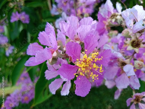 purple soft flower blooming in garden Thailand