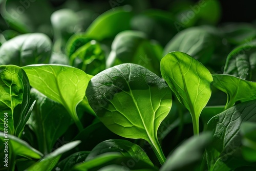 fresh green spinach or pak choi leaves photo