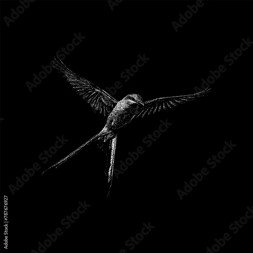 scissor tailed flycatcher hand drawing vector isolated on black background.