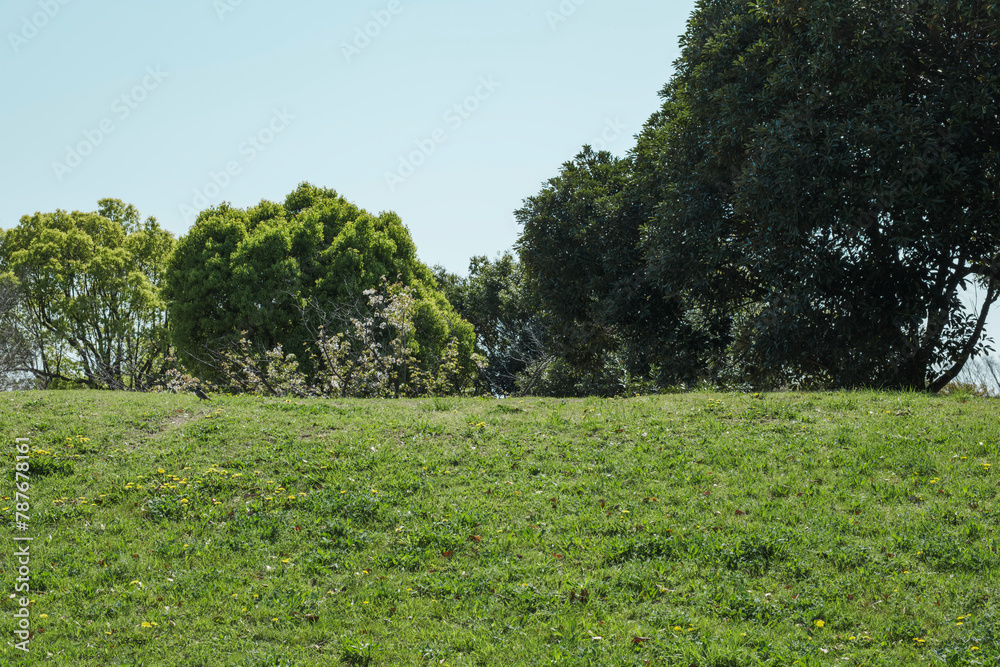 Obraz premium 春・初夏 新緑の緑の草が生える野原の丘と森林 晴天の青空 アウトドア・キャンプ・旅行・行楽の背景