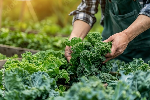 Gentleman gathers organic Chinese kale in Greenhouse