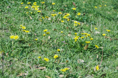 春・タンポポの咲く草原の地面 季節・自然の背景