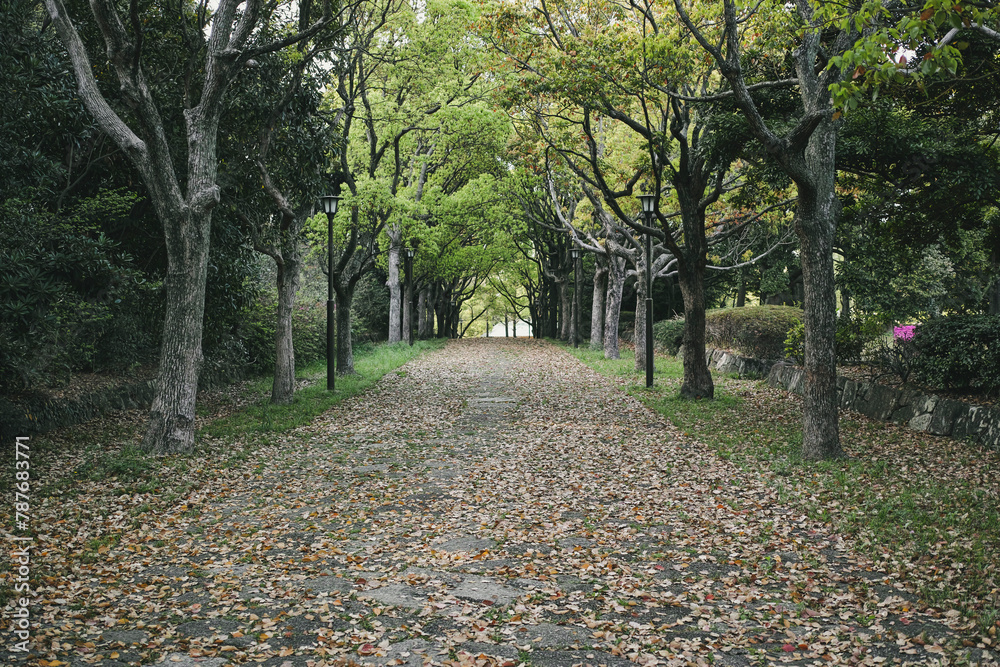 森の道 落ち葉の落ちたアーチ状の木々に囲まれた手つかずの参道の背景 ウォーキング・アウトドア・散歩・季節 森の道 落ち葉の落ちたアーチ状の木々に囲まれた手つかずの参道の背景 ウォーキング・アウトドア・散歩・季節