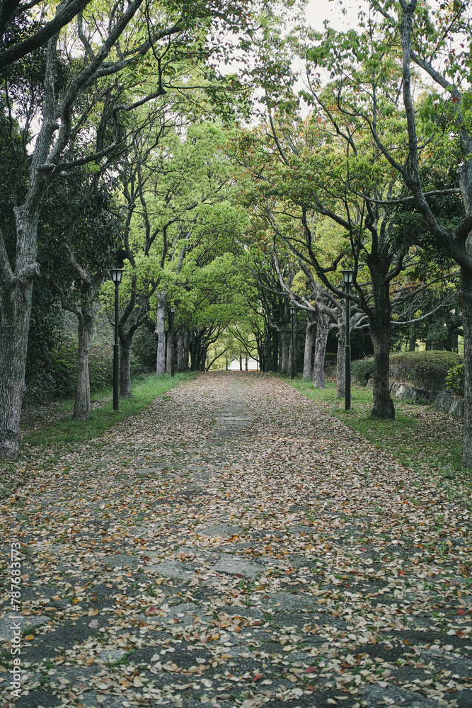 Fototapeta premium 森の道 落ち葉の落ちたアーチ状の木々に囲まれた手つかずの参道の背景 ウォーキング・アウトドア・散歩・季節