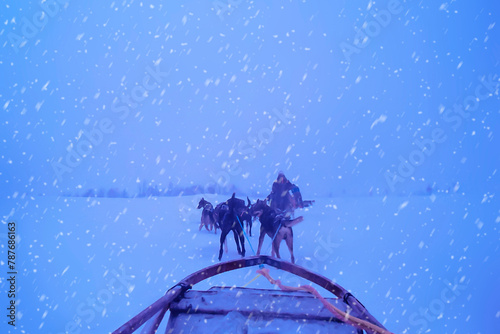 fun dog sledding  Norway   sled dogs are ready for race  snowstorm  arctic tundra in winter  blue hours of polar night