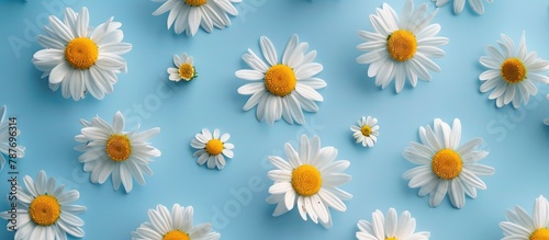 Chamomile flowers arranged in a daisy pattern on a blue surface, symbolizing the concept of repetition. Viewed from above, the flat lay captures the essence of spring and summer.
