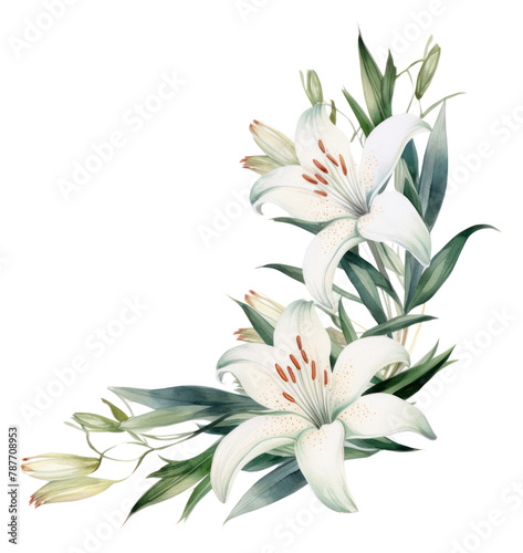 PNG Lily botanical frame flower plant white. photo