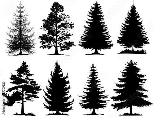 silhouettes of pine trees on white