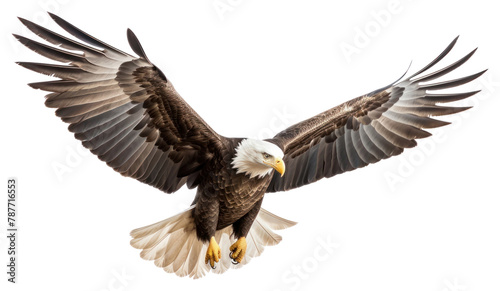 PNG Flying animal eagle bird.  photo