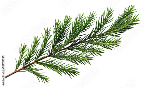 PNG Tree fir christmas branch. AI generated Image by rawpixel.