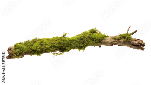 PNG Moss branch plant green. 
