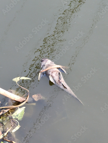 dead Hypostomus plecostomus fish on the canal