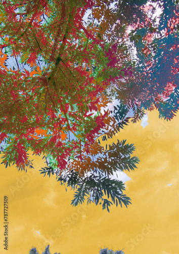 surreal colorful abstract forest sky psicodelic dream photo