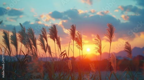 Sunset over tranquil field with swaying grass