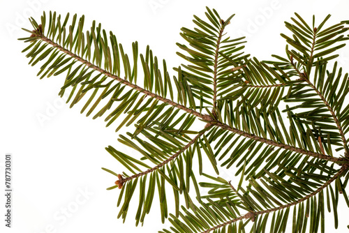 Detailed macro image of a fresh fir evergreen branch showing the detail of the needles and the twig.  On a clean background. 