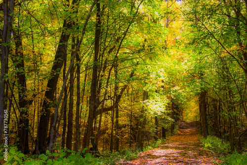 Fototapeta Naklejka Na Ścianę i Meble -  sunlit trail through a forest