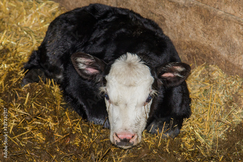 newborn black baldy calf