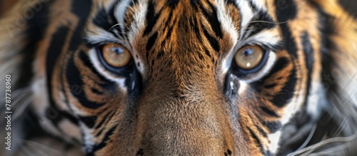 The detailed image captures the fierce expression of a tiger  its amber eyes and prominent stripes  with a soft focus background