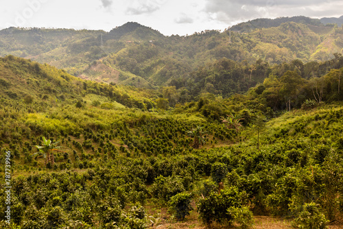 Tea plantations near Samarkisay village in Phongsali province, Laos