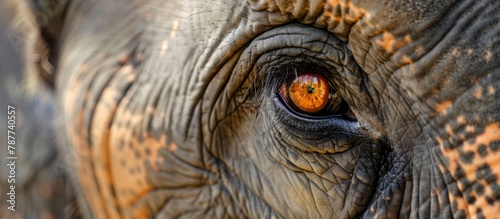 Close-up view of the eye of an elephant showing a distinctive red marking on the iris