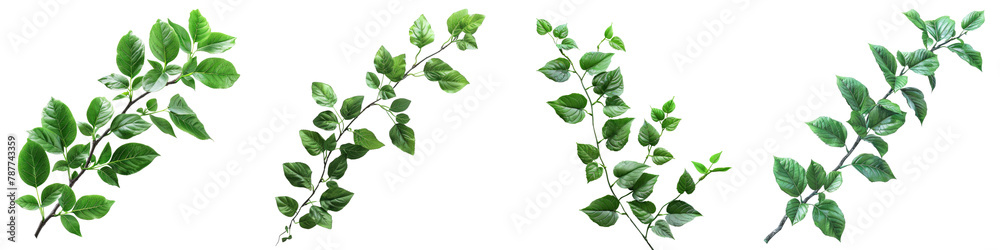 Fresh Branch of Green leaves  On A Clean White Background Soft Watercolour Transparent Background