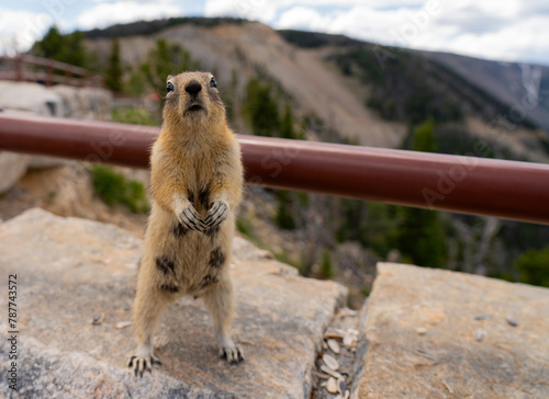 Squirrel looking at camera with mountain in the background