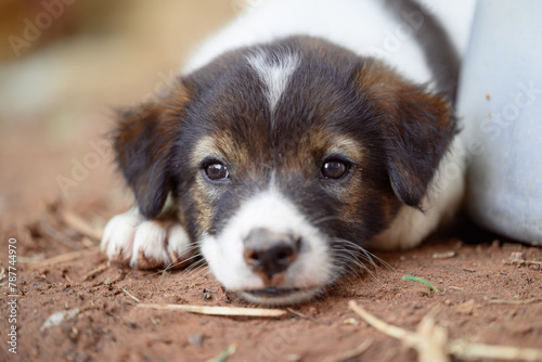 Brown white puppy lying on the ground in summer season, Thailand