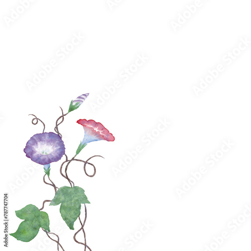 水彩で描いた朝顔のフレーム素材