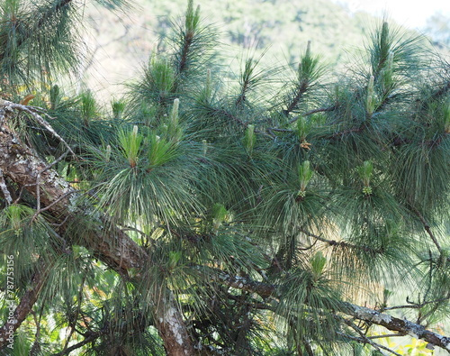 Young shoots fruit and flower of Sumatran pine or Pinus merkusii   Merkus pine canopy and blue sky. Pine tree leaves are single  small and slender  needle-shaped. Each bunch has 3 leaves.  