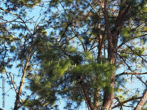 Sumatran pine or Pinus merkusii, The Merkus pine canopy and blue sky. Pine tree leaves are single, small and slender, needle-shaped. Each bunch has 3 leaves. Found in high mountain. Pine-tree branches
