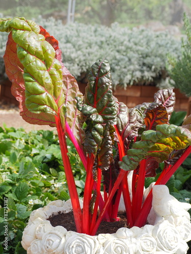 Ruby Red Swiss Chard or Swiss Chard planted in a white cement pot. The  Beta vulgaris leaves are curly and wavy, dark green. The leaf stalks are large and flat, many colors such as bright red, pink, 