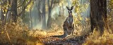 Kangaroo in Australian woodland