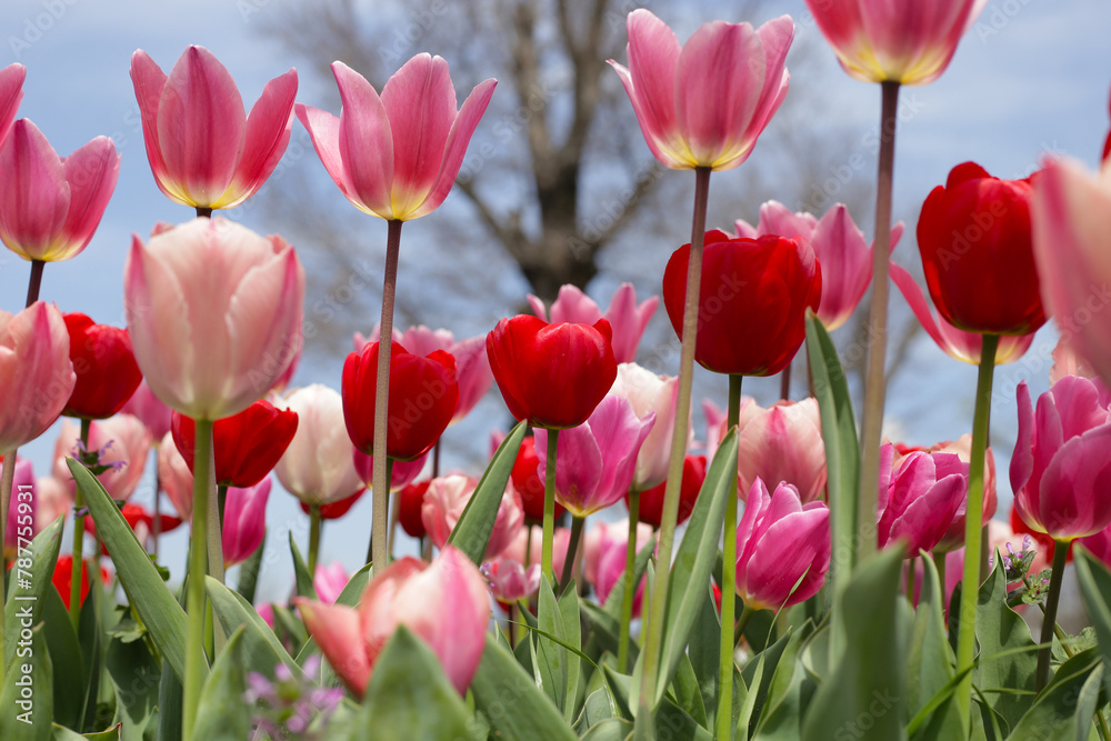 Beautiful tulip flower garden. The Expo 70 Commemorative Park, Osaka, Japan Beautiful tulip flower garden. The Expo 70 Commemorative Park, Osaka, Japan