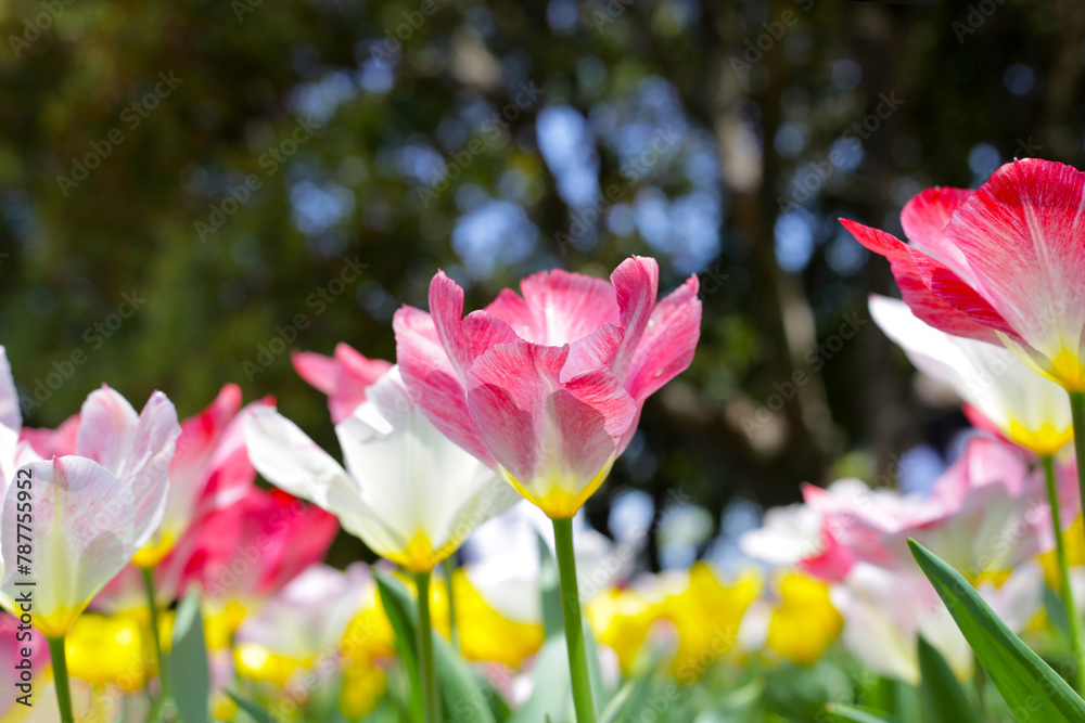 Beautiful tulip flower garden. The Expo 70 Commemorative Park, Osaka, Japan Beautiful tulip flower garden. The Expo 70 Commemorative Park, Osaka, Japan