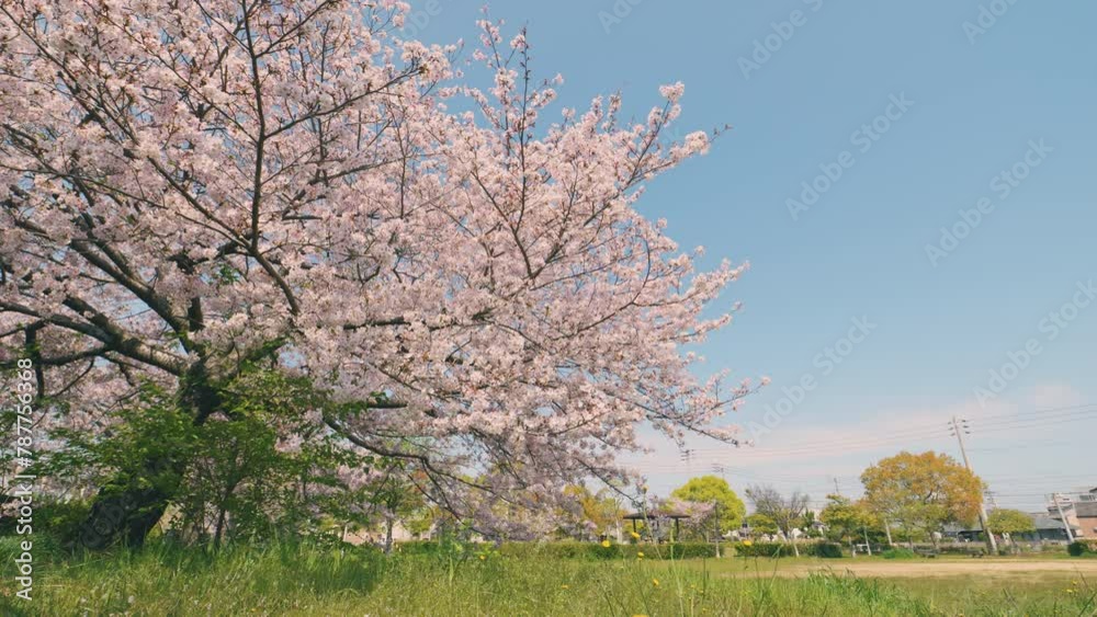 Cherry blossoms or sakura flowers swaying in wind in full bloom, Beautiful spring flower in a park in Japan, Nobody Cherry blossoms or sakura flowers swaying in wind in full bloom, Beautiful spring flower in a park in Japan, Nobody