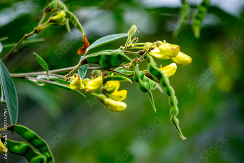 Konstfotografi Pigeon pea (Gude, kacang gude, kacang kayo, kacang bali, Cajanus cajan, red gram