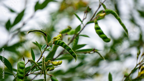 Pigeon pea (Gude, kacang gude, kacang kayo, kacang bali, Cajanus cajan, red gram, tur, pwa kongo, gungo peas) photo