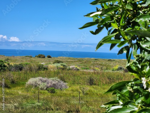 trees on the Pacific