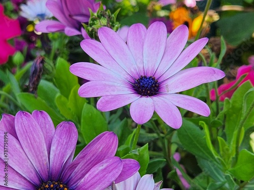pink and purple flowers