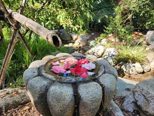 flowers in a garden