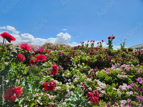 poppies in the field