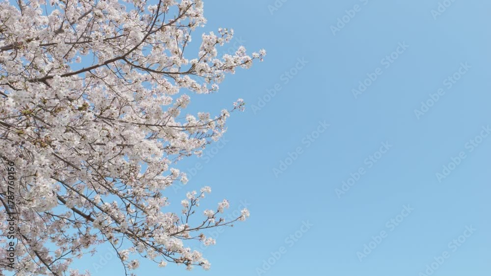 Cherry blossoms or sakura flowers in full bloom in spring, Nature or outdoor, Nobody Cherry blossoms or sakura flowers in full bloom in spring, Nature or outdoor, Nobody