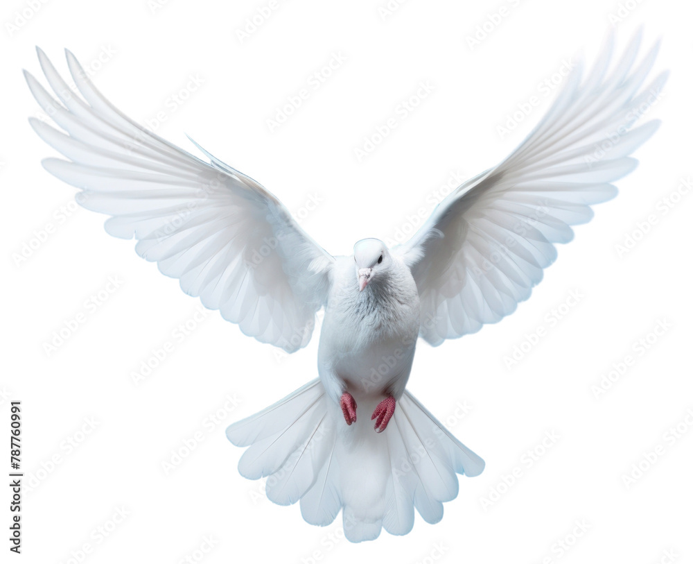 Fototapeta premium PNG Animal flying bird dove. 