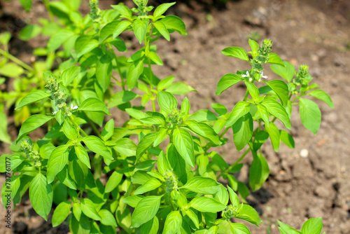 Fresh green leaves of hairy basil plant