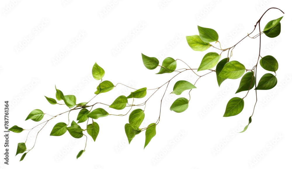 PNG Green leaves flying plant leaf white background. 