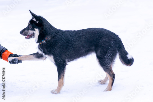  shepherd dog puppy full body photo walking on white snow forest background