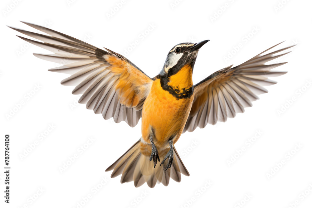 Fototapeta premium PNG Meadowlark flying animal robin.