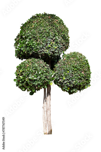 Ficus microcarpa, Green Island, Wax Fig, Panda Ficus or Dollar Ficus growing with sunlight in the garden isolated on white background included clipping path.