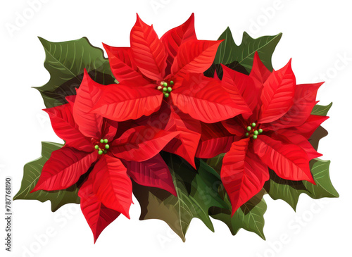 PNG Poinsettia flower plant petal. AI generated Image by rawpixel.